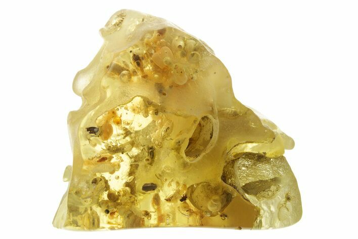 Polished Colombian Copal ( g) - Contains Termites & Beetles! #355390